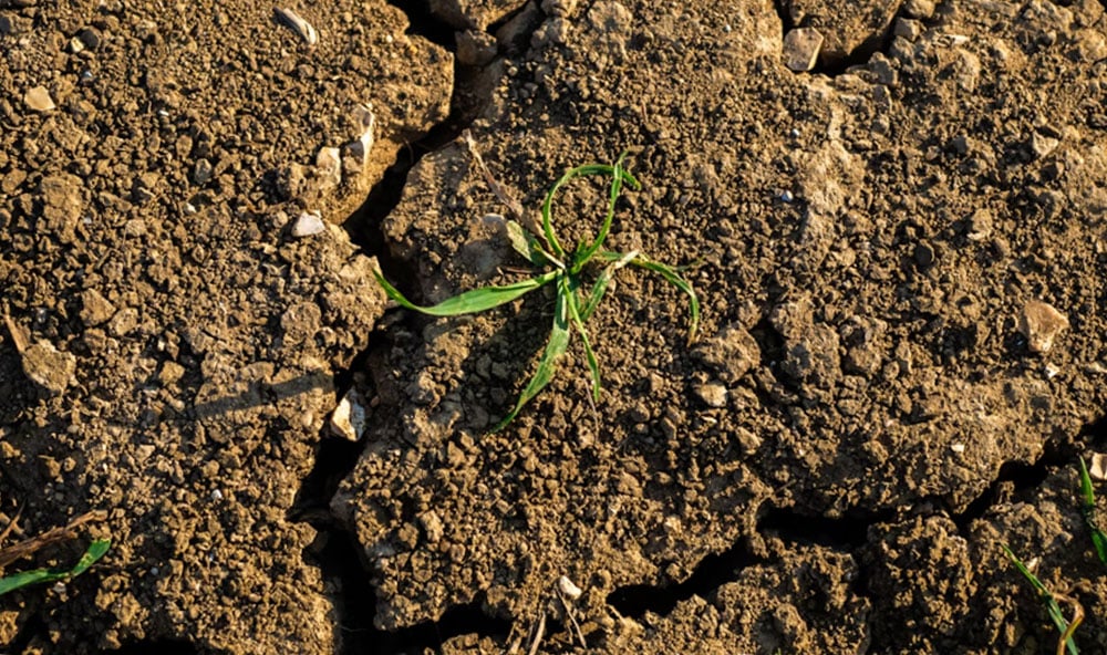 Lerkrympning, ogräs i torkad lera i solen.